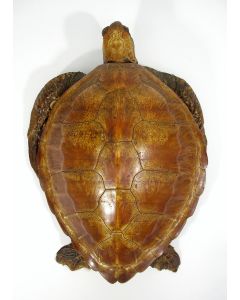 Opgezette schildpad, koloniale periode 