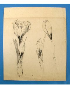 Anton Pieck, Crocussen, tekening, 1925